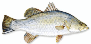 baramundi2